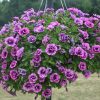 Petunia Compact Sugarplum 4.5" - Image 2